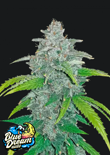 Blue Dream.png